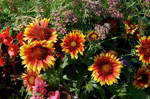 50 Gaillardia Aristata Grandiflora Mixed Seeds - Blanket Flower - 50 Seeds