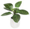 Blooming Artificial - Faux Calathea Plant with Striped Leaves in White Ceramic Pot, Fake Plant for Indoor Use (26cm) Home Office Decor