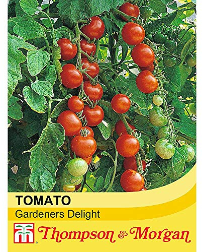 Thompson & Morgan - Vegetables - Tomato Gardeners Delight - 50 Seed