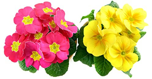 Primula Plants - 'Spring Colours Mix' - 6 x Full Plant Pack - Primulas - Premium Quality Bedding Plants