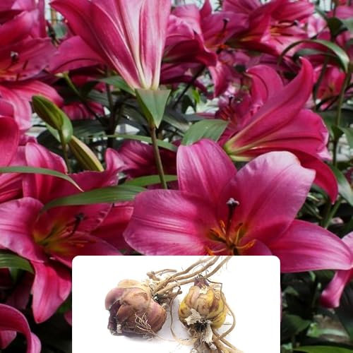 2 Lily Purple Prince 'Like a Tree' – Giant Lilies with Up to 10 Flowers per Bulb – Stunning Deep Purple Frilly Blossoms – Sweet Aromatic Fragrance – Grown for UK Climate & Summer Garden