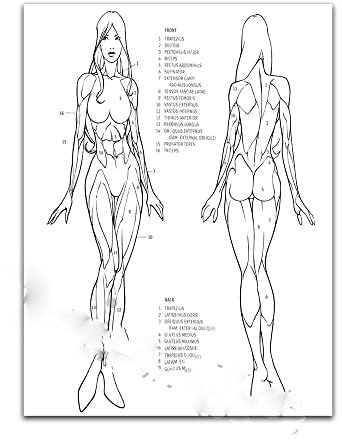 Frau Mann Körper Skelett Anatomie Aquarell Druck Medizinstudent Wissenschaft anatomische Chirurgie Poster Home Wall Decor Arzt Geschenk(6,21x30cm No Frame)