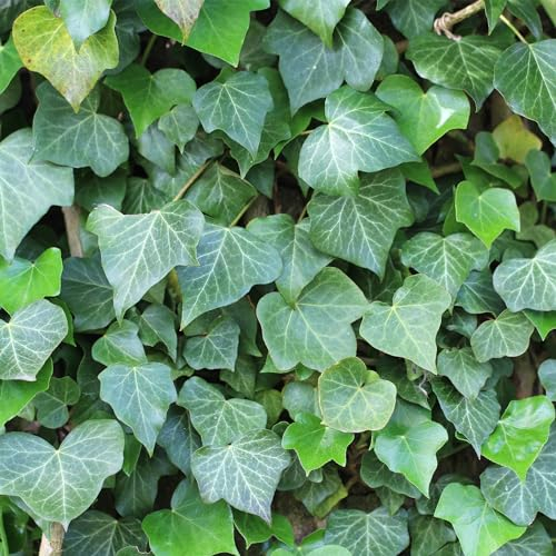 Happy Plants Hedera Hibernica Großblättriger Irischer Efeu 6 Stück I 40 cm x ⌀9 cm, ideal als Gartenhecke, Efeuwand Sichtschutz Heckenpflanze Kletterpflanze Deko, frisch aus unserer Gärtnerei