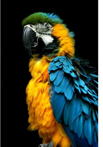 Ceanothe Tableau sur toile perroquet 30x45 cm Décoration Murale Art Décoratif Muraux Peinture Imprimée en HD Salon Chambre Bureau Bois de Forêt FSC Fabriqué en France