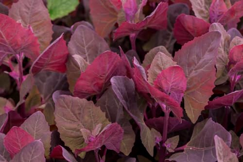 200 Samen Rote Gartenmelde Atriplex Red Orach Salat, Spinat, essbare alte Sorte