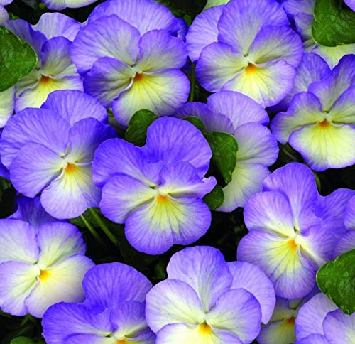 Viola 'Suzie' Perennial Large Alpine Plug Plants Pack x6