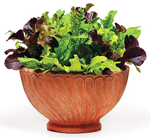 Please Read This is A Mix 1000 Lettuce Mix 21 Varieties Seeds Heirloom Non-GMO. Seeds are not Individually Packaged Lactuca Sativa