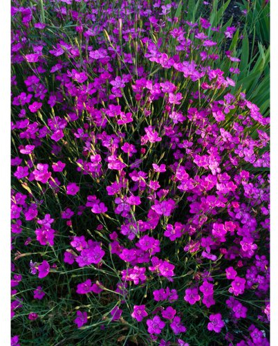 iovivo Staude Heidenelke Dianthus deltoides, 5er-Set