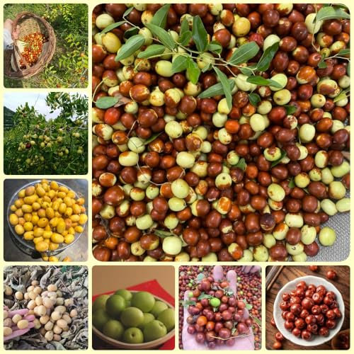 Jujube Samen, Ziziphus jujuba, säulenobstbäume, bio saatgut Chinesische Jujube Baum, fruit seeds, obst samen exotische früchte dekopflanzen obstbäume kaufen zimmerpflanze obstbaum, 180pcs