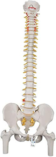 3B Scientific® Flexibles Wirbelsäulenmodell – Klassische lebensgroße Wirbelsäule mit Oberschenkelstümpfen, Nerven & Arterien, beweglich für funktionelles Studium + 3B Smart Anatomy App