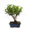 KENTIS - Bonsai Ficus Microcarpa - Bonsai Ficus Retusa - Naturalles Plantes d'Intérieur - Pot en Céramique Artisanal - H 25-30 cm Pot Ø 15 cm