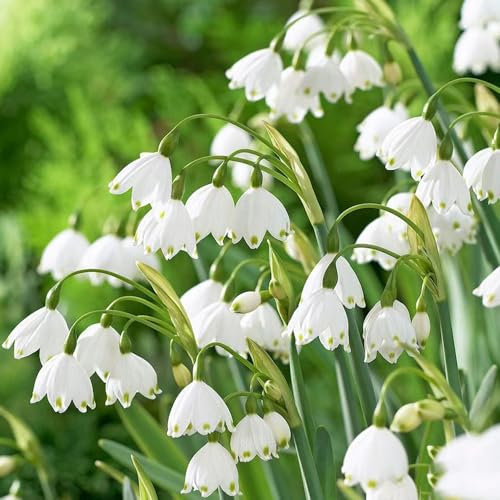 10 Pcs Echte Märzenbecher Zwiebeln - Leucojum Vernum - Blumenzwiebel, Balkonpflanzen Märzenbecher Pflanze Knollen, Winterharte Pflanzen Für Garten, Balkonblumen Blumen Pflanzen, Gartenblumen