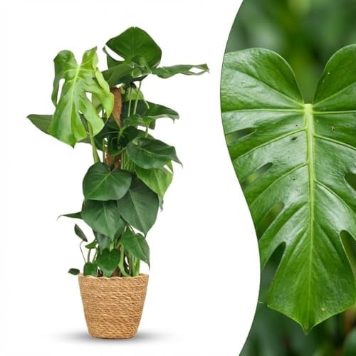 Green boutiQ - Zimmerpflanze - Fensterblatt - Monstera Deliciosa Moosstab - Grün - Pflegeleicht - 1 Pflanze - mit Korb - Topf 19cm - Höhe 90cm