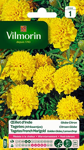 Vilmorin 5442141 Œillet, Jaune, 90 x 2 x 160 cm