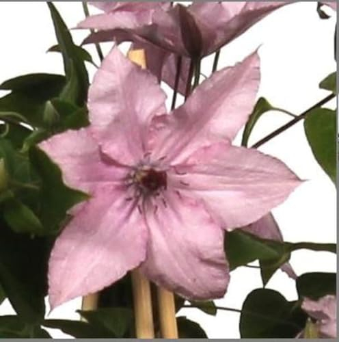 Waldrebe Clematis Hagley Hybrid 60-80 cm Kletterpflanze