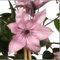 Waldrebe Clematis Hagley Hybrid 60-80 cm Kletterpflanze