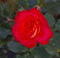 Beetrose Midsummer® - Rosa Midsummer® - orange-rot - Duft++ - Tantau-Rose - Preis nach Stückzahl 3 Stück
