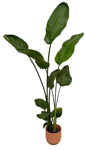 Strelitzia Nicolai inklusive Vibes Fold Round rosa - 90-100cm - Ø18cm - Zimmerpflanze - Komplett-Set - Pflanze mit Topf
