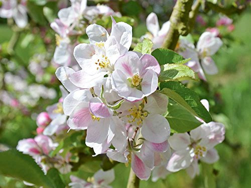 Apfelbaum Elstar - Malus Elstar Containerware - 120-160 cm - Garten von Ehren®