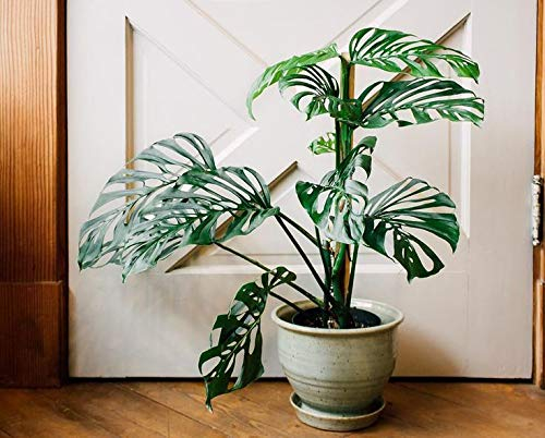 Portal Cool 100Pcs Monstera obliqua Semi di Fiori Piante da Vaso Home Decor Garden DIY