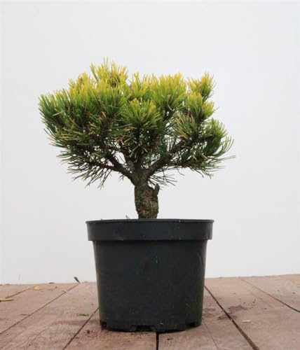 Bergkiefer Pinus mugo Carstens Wintergold 20-25 cm winterhart