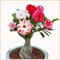 (Wüstenrose pflanze mix) - Desert rose plant - Adenium obesum pflanze - Adenium obesum wüstenrose - Wüstenrose pflanze kaufen-3zwiebeln-A