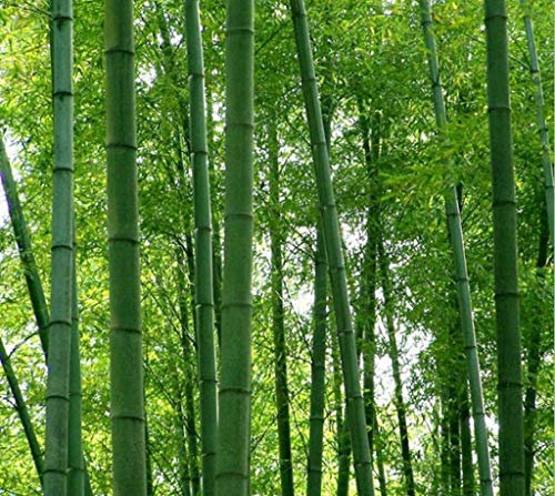 100 halbfrische Moosbambus Phyllostachys pubescens Riesenbambus – winterhart