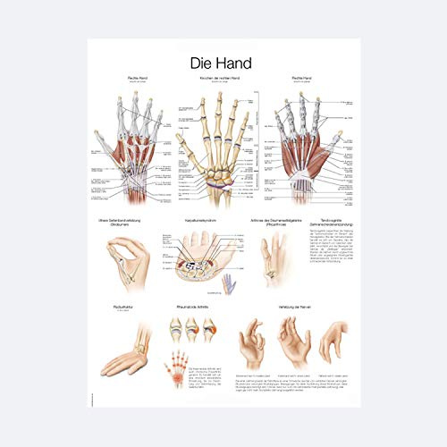 Anatomische Lehrtafel Die Hand | ca. 70 x 100 cm