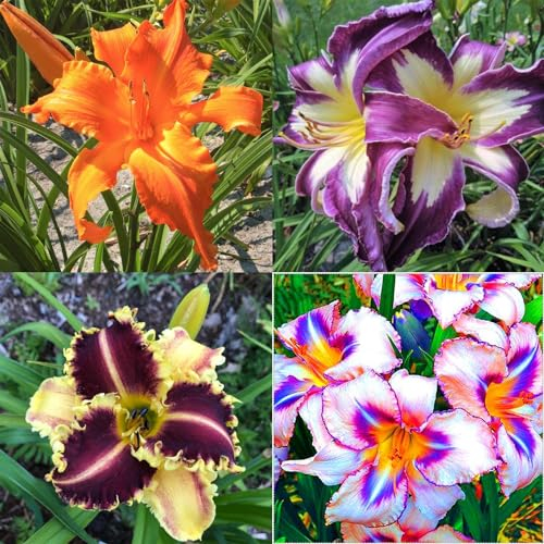 Taglilien zwiebeln,winterhart,taglilien winterhart mehrjährig pflanze,hemerocallis pflanzen,Taglilien,taglilien rhizome,taglilien zwiebeln winterhart,hemerocallis Knollen.-8zwiebeln-A