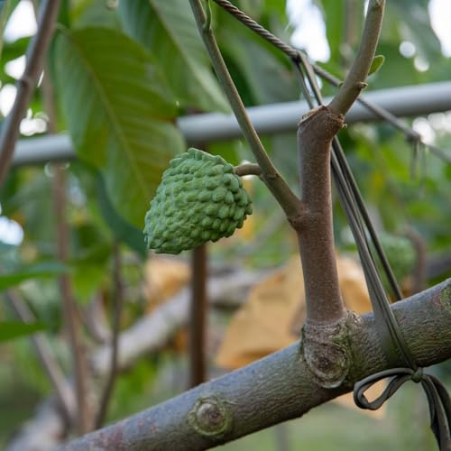 Vivai le Georgiche - Pianta vera di Annona x atemoya Pink's Mammoth Atemoya - altezza alla vendita 120-140 cm