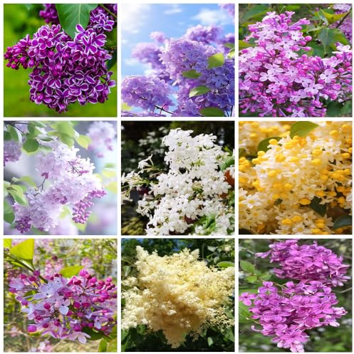 200+ de lilas en mélange, vivaces, sans OGM, variétés anciennes, adaptées aux familles et aux jardins