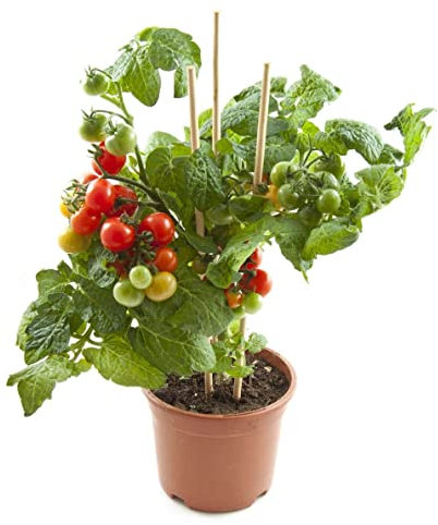 Tomatera Planta Natural para Cultivar Tomates en Casa
