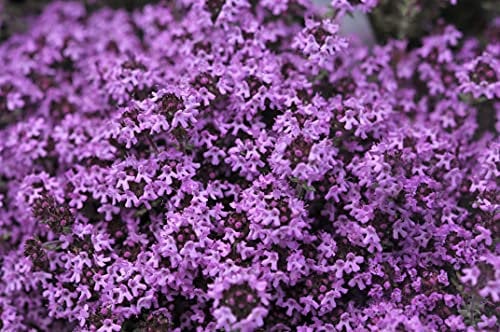 Creeping Thyme 600 Seeds