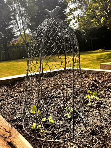 Wholesome Home Chicken Wire Garden Cloche with Bird Finial, Decorative, Various Sizes, Grey Metal Plant Protection Covers (Small (35x20cm))