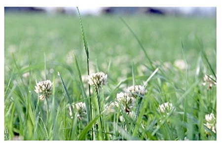 Weißklee, 1 kg - 1 Foliensack/ 1 kg