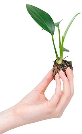 PLNTS - Baby Philodendron Dragon Tail - Zimmerpflanzen, Pflanzen Echt, Nachhaltige Verpackung - 2cm Stecklinge - Höhe 10cm - Direkt von der Gärtnerei