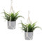 Macrame Plant Hanger, 2 Pack Boho Hanging Planters Baskets for Indoor Plants Decorative Braided Cotton Rope Flower Pot Holder with Metal Hook Rings for Outdoor Home Decor, No Tassels, Ivory, 20 Inchs