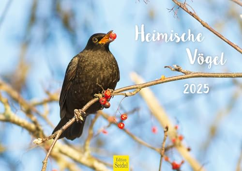 Edition Seidel Premium Kalender Heimische Vögel 2025 Format DIN A3 Wandkalender Vogelkalender Europa Spatz Fink Amsel Specht