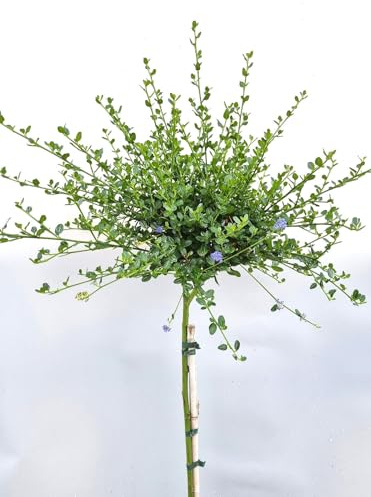 Ceanothus Impressus Säckelblume Victoria Hochstamm 60-70 cm hoch winterhart Freilandaufzucht