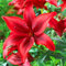DecoracióN Del Hogar, Bajo Mantenimient, Lirios Bulbos, Bulbos De Lirios De Colores, De Lirios Para Plantar Lilium Asiatico, Profesional PlantacióN Simple Bulbos, 2bulbos-G