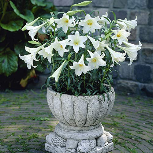 Pot Longiflorum Lily 'White Heaven' - 10 Bulbs Size 12/14