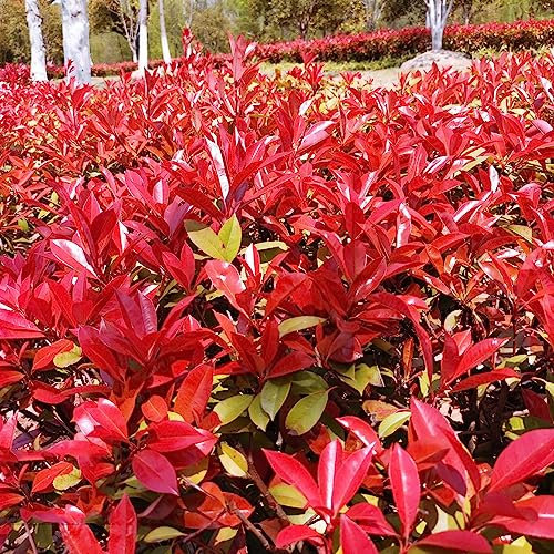 20 piezas semillas de petirrojo rojo fotinia regalos de jardín para mujeres,Photinia serrulata, planta de casa jardín flores perenne resistente semillas de planta pequeños