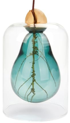 Balvi Vase de Germination Avocado Vase,Couleur Vert Vase pour avocatier Verre