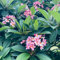 100 pcs Frangipani Samen - Plumeria Frangipani - blumen balkon, garten geschenke für frauen Plumeria rubra extrem winterharte kübelpflanzen, stauden topfpflanzen echt, pflanzen samen