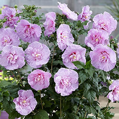 YouGarden Hibiscus 'Lavender Chiffon', Established Plant in 9cm Pot, Ready to Plant, for Garden Beds and Borders