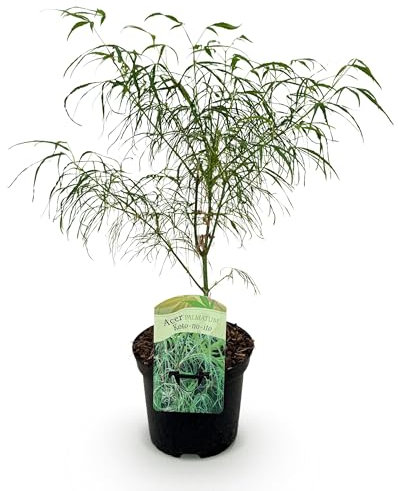 GreenboutiQ - Balkonpflanze - Japanischer Ahorn - Acer palmatum Koto-no-ito - Grün - 1 Pflanze - Laubabwerfend - Topf 19cm Höhe 70cm