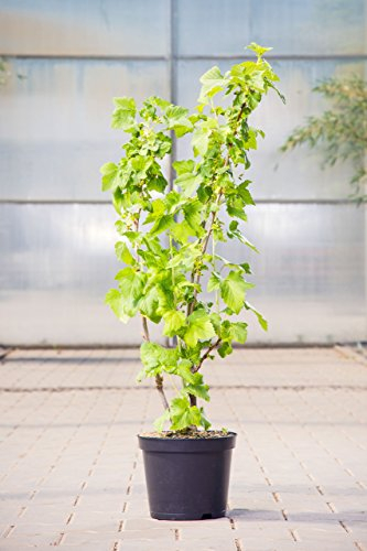 Johannisbeere Titania, 30-40 cm, Beerenobst Pflanze, Strauch für Sonne-Halbschatten, Obststrauch winterhart & mehrjährig, Ribes nigrum, im Topf