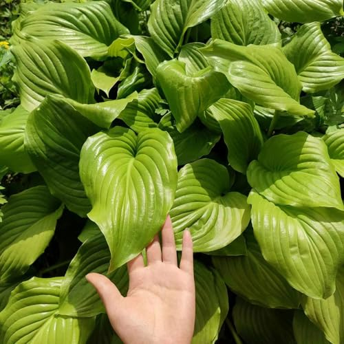 20 Pcs Funkien Pflanze Winterhart Samen, Hosta Pflanze, Hochbeet Samen Wiesensaatgut, Hosta Plantaginea, Grünpflanzen Zimmerpflanzen Samen Wohnzimmer Deko, Blumenwiese Samen Gartendeko