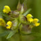 Plant World Seeds - Rhinanthus Minor Seeds