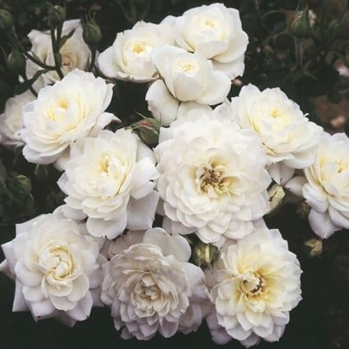 YouGarden Rose 'Silver Wedding Celebration', Established Plant in 3-4 Litre Pot, Ready to Plant Patio Bush Rose with Pure White Flowers, Garden Roses for Pots, Beds, or Borders